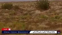 مشاهده یوزپلنگ آسیایی در فیروزآباد + ویدئو