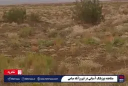 مشاهده یوزپلنگ آسیایی در فیروزآباد + ویدئو