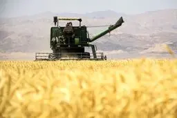 احتمال افزایش یا اصلاح قیمت گندم؛ دولت دست به‌کار شد