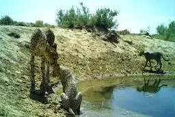 زنده باد کوبیده، مرگ بر یوز

