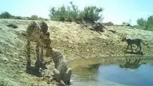 زنده باد کوبیده، مرگ بر یوز

