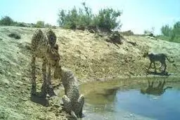 زنده باد کوبیده، مرگ بر یوز

