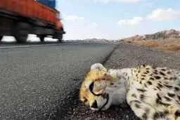 درخواست ایمن‌سازی جاده عباس‌آباد توران برای حفاظت از یوزپلنگ