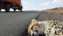 درخواست ایمن‌سازی جاده عباس‌آباد توران برای حفاظت از یوزپلنگ