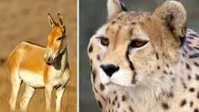 دستگیری یکی از ضاربان محیط بان گلستانی