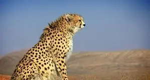 هویت توله‌های گمشده هلیا شناسایی و تایید شد