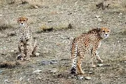 لاستیک‌سوزی برای حفاظت از یوزها