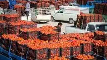 یک سوال از مسئولان وزارت جهاد کشاورزی: اگر می‌دانستید گوجه فرنگی گران می‌شود پس چرا کاری نکردید؟

