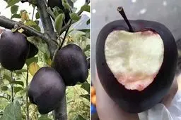 افزایش تقاضا برای نهال سیب خاص؛ ارقام لوکس 3 برابر سودآورترند