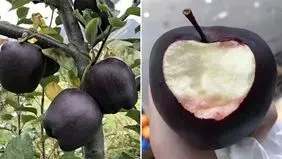 افزایش تقاضا برای نهال سیب خاص؛ ارقام لوکس 3 برابر سودآورترند