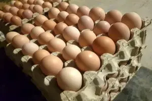 قیمت تخم مرغ امروز جمعه ۲۴ مرداد