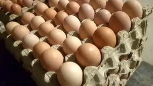 اعتراض روزنامه اصولگرا به ارزانی تخم مرغ/ قیمتش حتی از دان مرغ هم کمتر است