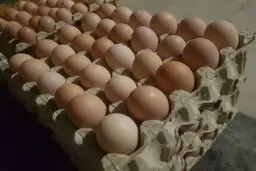 صادرات تخم مرغ، گوجه و خرما ممنوع شد