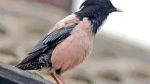 مشاهده پرنده نادر سار صورتی در تالاب قوپی باباعلی مهاباد 