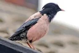 مشاهده پرنده نادر سار صورتی در تالاب قوپی باباعلی مهاباد 