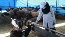 عرضه دام عیدقربان در ۸۵۰ نقطه کشور

