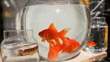 ماهی قرمز در سفره هفت سین ؛آری  یا نه ؟ 