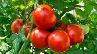 عوارض صادرات گوجه فرنگی ۵۵ درصد شد
