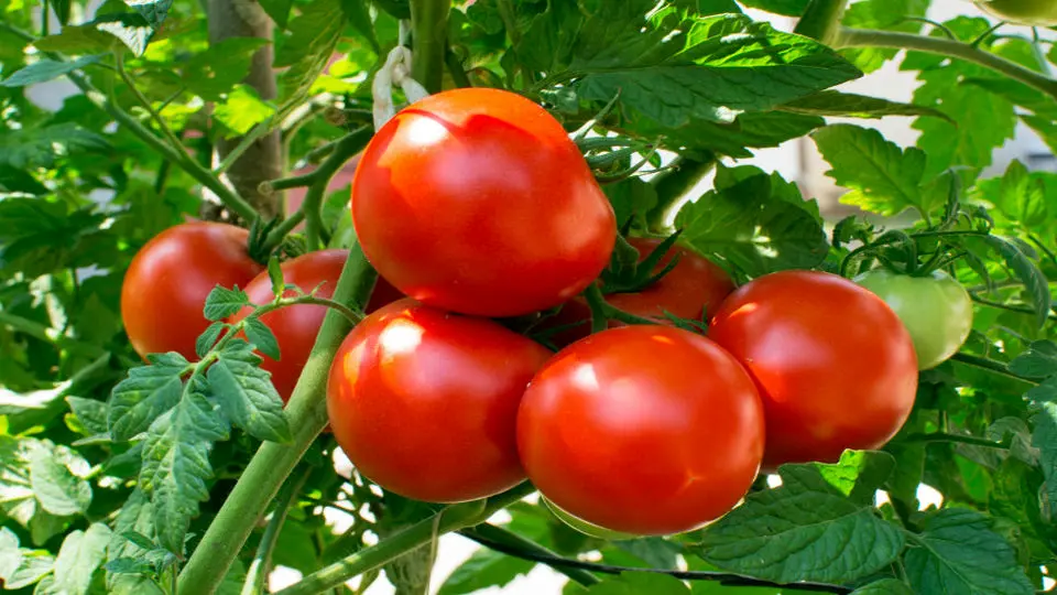 عوارض صادرات گوجه فرنگی ۵۵ درصد شد
