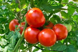 جدیدترین خبر دریاره ذخایر سیب‌زمینی، پیاز و گوجه/ قیمت گوجه‌فرنگی اعلام شد