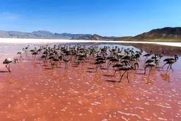 وضعیت اسفناک دریاچه بختگان + عکس