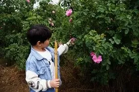 برداشت گل محمدی در روستای اله رودبار بابل