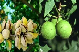 بهترین نهال گردو و نهال بادام زودبازده مناطق سردسیر کدام است؟