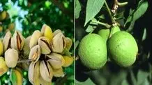 بهترین نهال گردو و نهال بادام زودبازده مناطق سردسیر کدام است؟