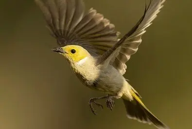 عسل‌خوار پرسفید، گنجشک‌سان بومی استرالیا