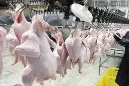 کشتارگاه های صنعتی طیور در مازندران فعال است
