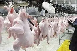کشتارگاه های صنعتی طیور در مازندران فعال است
