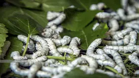 قیمت مصوب هر کیلو پیله تر ابریشم برای سال ۱۴۰۵ اعلام شد