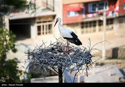 ساکنان روستا با ساخت آشیانه‌های ایمن روی درختان بلوط از لک‌لک‌ها حمایت می‌کنند تا از مرگ‌ومیر پرندگان به دلیل برق‌گرفتگی یا افتادن جوجه‌ها جلوگیری شود که نشان‌دهنده تعهد فرهنگی و زیست‌محیطی آن‌هاست.