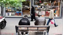تهرانی های سال پیش چقدر هزینه کردند؟چند خانوار در ایران خودروی شخصی دارند؟