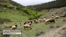 قیمت دام زنده در بازار نجومی شد! + جدول