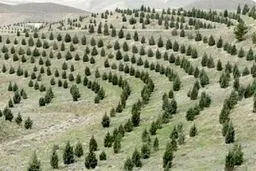 طرح کاشت یک میلیارد درخت
