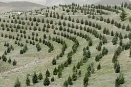 طرح کاشت یک میلیارد درخت
