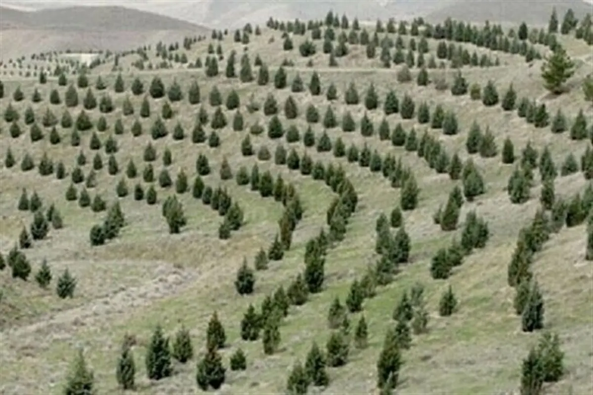 طرح کاشت یک میلیارد درخت
