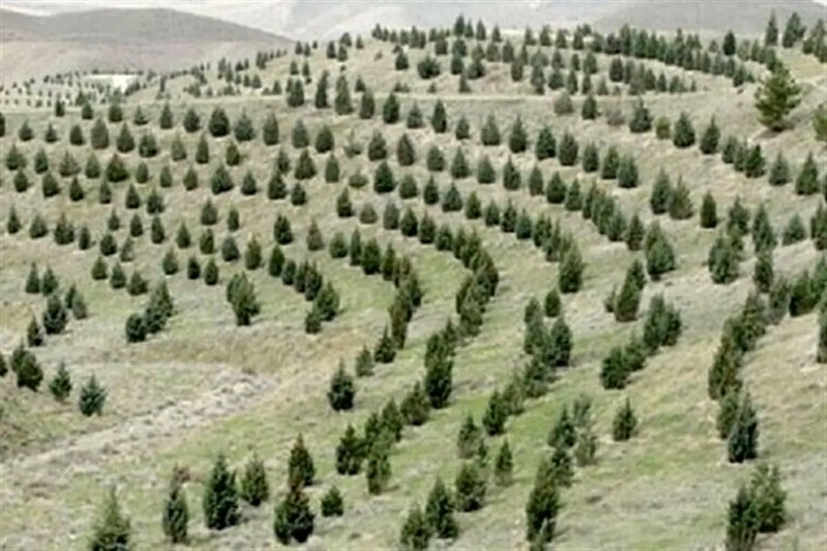 طرح کاشت یک میلیارد درخت

