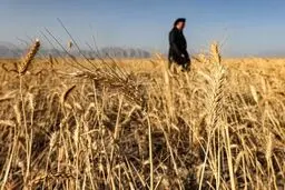 دعوای ادامه‌دار کشاورزان و دولت بر سر نرخ گندم / با تورم ۵۳ درصدی کشاورزی، نرخ خرید تضمینی باید چقدر باشد؟

