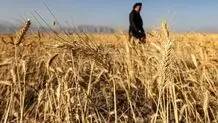 دعوای ادامه‌دار کشاورزان و دولت بر سر نرخ گندم / با تورم ۵۳ درصدی کشاورزی، نرخ خرید تضمینی باید چقدر باشد؟

