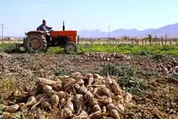 تحویل ۱۱۰ هزار تن چغندرقند گلستان به کارخانجات تولیدی