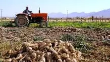 آذربایجان غربی، تأمین‌کننده ۳۵ درصد چغندرقند کشور