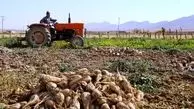 تحویل ۱۱۰ هزار تن چغندرقند گلستان به کارخانجات تولیدی