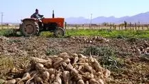 تحویل ۱۱۰ هزار تن چغندرقند گلستان به کارخانجات تولیدی