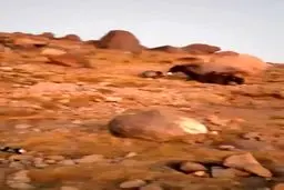 Brown bear spotted near mountaineers tents in NW Iran