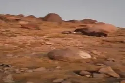 Brown bear spotted near mountaineers tents in NW Iran