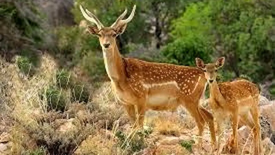 رهایی پرندگان کمیاب و گوزن زرد ایرانی از یک مرکز غیرمجاز