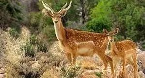 رهایی پرندگان کمیاب و گوزن زرد ایرانی از یک مرکز غیرمجاز