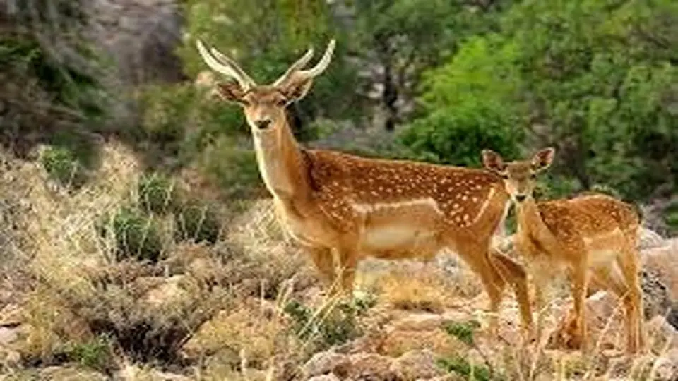 رهایی پرندگان کمیاب و گوزن زرد ایرانی از یک مرکز غیرمجاز